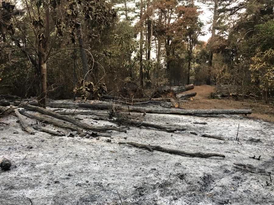 Officials put out forest fires in national park in Chiang Mai