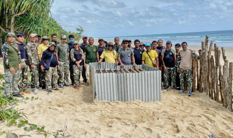 Turtles discovered laying eggs off season in Phang Nga