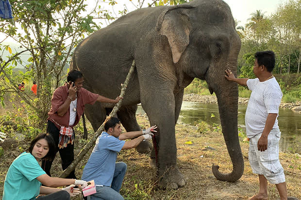 Thai Veterinarians Operate World Record Gallstone Surgery from Elephant